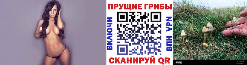 Галлюциногенные грибы Cubensis  Берёзовский 